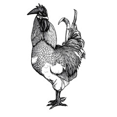 Vector illustration with ink rooster - 410661690