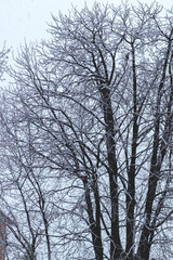 Fototapeta na wymiar tree in winter after snowfall