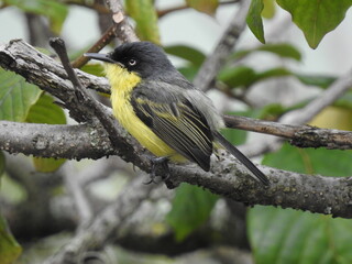 Todirostrum cinereum Espatulilla común