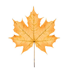 one big yellow maple leaf