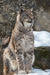 Obraz premium The lynx sits on a rock and looks ahead