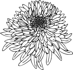 Aster. Black and white illustration. Vector graphics.