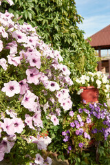 Fototapeta na wymiar Beautiful Petunia flowers blooming with pink petals on the lawn of the cottage. Blurred focus