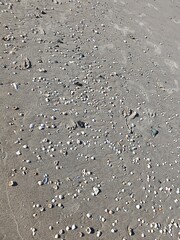 Concha na praia
