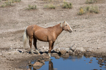 Wild Horse at a  Waterhole in the Utah Desert