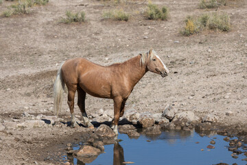 Obraz premium Wild Horse at a Waterhole in the Utah Desert