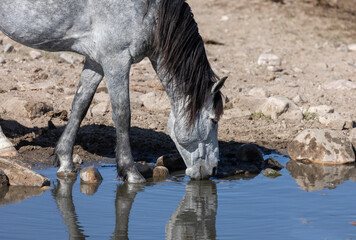 Wild Horse at a  Waterhole in the Utah Desert