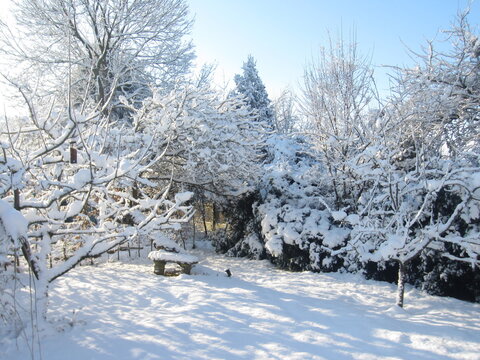 Beautiful snow covered English garden landscape with frozen white layer over lawn and trees casting shadows on the grass in freezing cold Winter sunshine with bright blue clear skies and sharp light 
