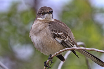 Close up Mockingbird portrait at Port Aransas in Texas