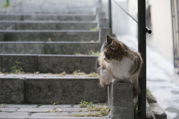 calico cat sitting outdoor on the stairs with bokeh background