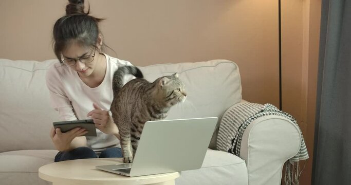 Young beautiful glasses asian woman siting on couch. A cute cat interrupt her to work form home or study online by laptop computer on sofa. Pretty girl in casual clothes is at house during quarantine.