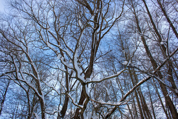 Natural winter background. Branches of trees in the snow against the blue sky.