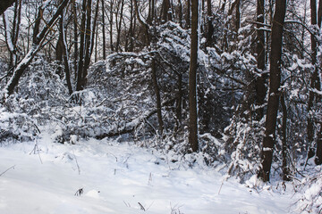 Suburbs of Grodno. Belarus. Winter landscape outside the city. Trees broken by a blizzard in the snow along the road.