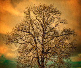 Tree Against Golden Cloud