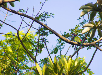 Tucan amazonico amazonas selva 