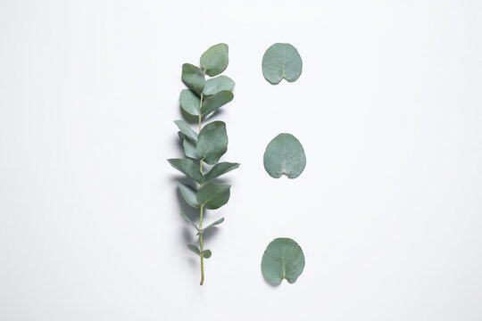 Eucalyptus branch and fresh green leaves on white background, top view