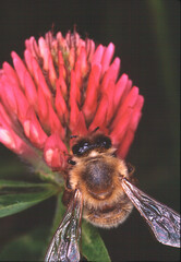 Honigbienen auf den Blueten des Klee. Thueringen, Deutschland, Europa - 
Honey bees on the flowers...