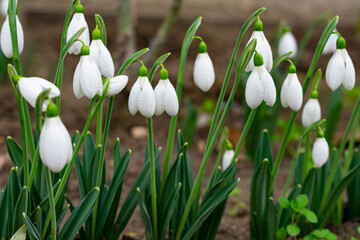 snowdrops