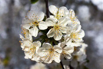 Blooming cherry tree, white flowers cherry on twig in garden in a spring day