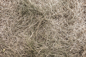 Dried grass close up background texture