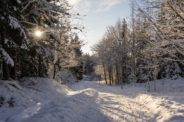 Winter Snowy road in woods. Path trail near the residence is covered with snow. The sunny rays pass through the branches.The trees are pines and spruces all around. Lantern nearby  to illuminate road.