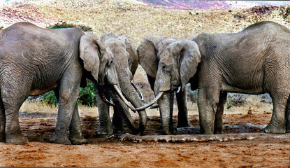 African Male Elephants in "Boys Club" Huddle. Male elephants live a bachelor life away from mothers and children.