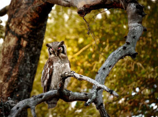 Giant Eagle Owl High in Tree at Sunset