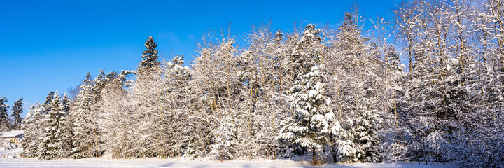 Winter northern landscape. Amazing panoramic view of forest woods covered with thick white snow. Trees firs pines in sunny morning after snowfall. December January Christmas fairy tale. Header.