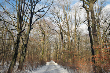 waldweg