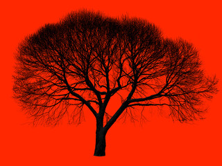 Silhouette of a leafless willow tree on isolated ferrari red background © Dani