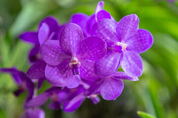 Fototapeta na wymiar Orchid flower in the garden at winter or spring day. Vanda Orchid