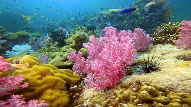 Colorful Tropical Coral Reefs of a beautiful underwater colorful fishes and cora