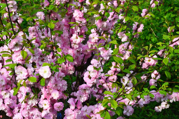 Prunus triloba or Louiseania pink flowers in a spring garden.Blooming Three-lobed almond or sakura.
Ornamental gardening concept.