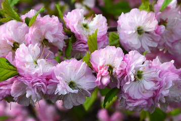 Prunus triloba or Louiseania pink flowers in a spring garden.Blooming Three-lobed almond or sakura. Ornamental gardening concept.