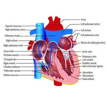 Anatomy of the human heart. Cross sectional diagram of the heart with main parts labeled. Vector illustration