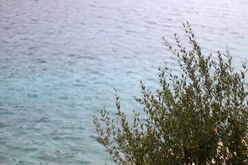 Olive tree growing by the sea. Selective focus.