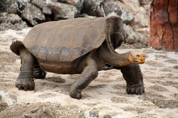 Giant tortoise at the Charles Darwin Research Station on Santa Cruz Island, Galapagos Islands, Ecuador