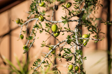 Fresh argan fruits on a branch. 