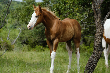 Fototapeta premium Bald face fancy colt foal horse in summer farm field.