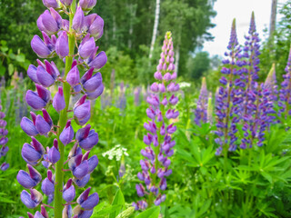 Beautiful lupins growing on the field in a spring time