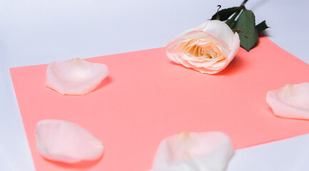  rose on a color paper  as a background. valentine's day celebration and eighth march concept