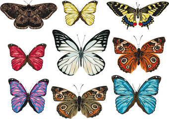 Plakat Set of realistic butterflies - vector butterflies