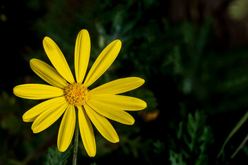 yellow flower in the garden