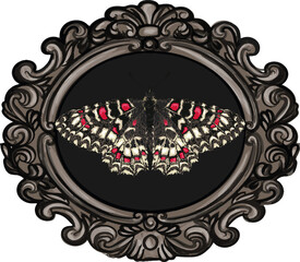 Beautiful butterfly inside of victorian frame - Vector framed butterfly