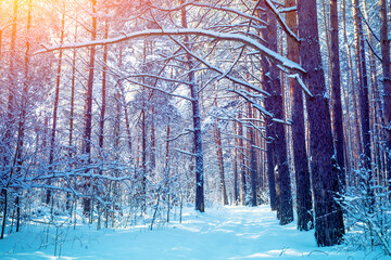 Nature winter background.  Snowy forest.  Pine trees covered with snow. Winter nature. Christmas background.