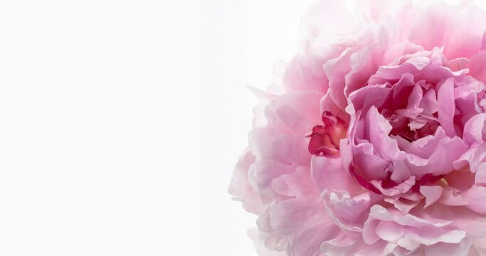 Beautiful pink Peony on white background. Blooming peony flower open, time lapse, close-up. With place for text or image. Wedding backdrop, Valentine's Day, Mothers day concept.
