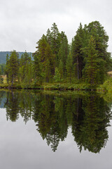 Fototapeta na wymiar Pine wood on the bank of the lake is reflected in the water in overcast weather, northern Finland