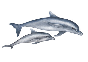 Two swimming watercolor dolphins, the mother and her child.