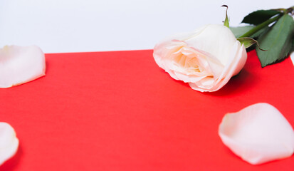  rose on a color paper  as a background. valentine's day celebration and eighth march concept
