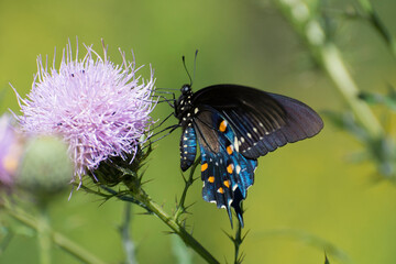 Butterfly 2020-60 / Pipevine swallowtail (Battus philenor)

